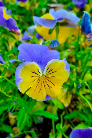 Close-up of a blooming violet in the gardenの写真素材