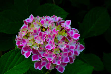 Close-up of a large flowering bud of flowering hydrangeasの写真素材
