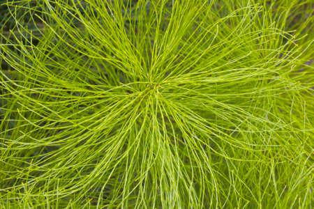 Close-up on a green young spruce branch, backgroundの写真素材