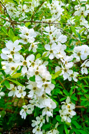 A cherry or plum blossoming branch in the garden in the spring. The background of nature
