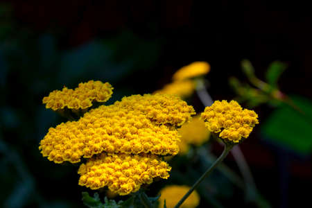 A useful field plant is tansy. It is used in medicineの写真素材