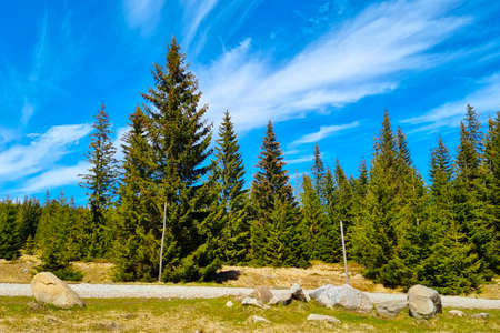 Young green spruce trees against the blue sky on a sunny dayの写真素材