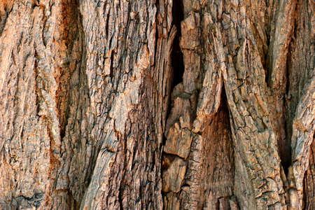 The texture of the bark of an old large tree in the forest, backgroundの写真素材