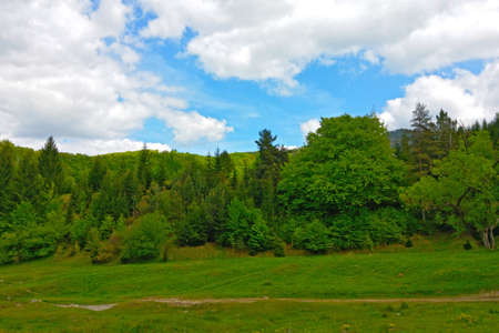 A young green forest against a blue skyの写真素材