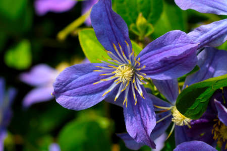 A bright purple flower blooms in the park in the summerの写真素材