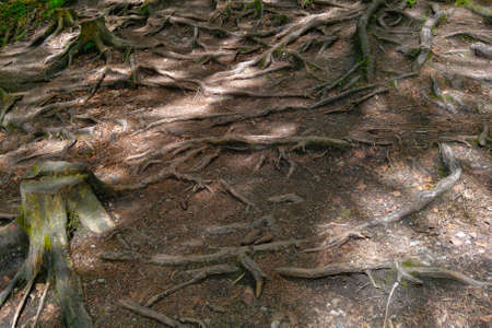 Large tree roots stick out of the ground in the forestの写真素材