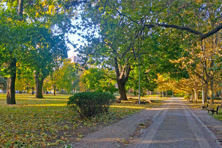 Beautiful young yellow green park in autumnの写真素材