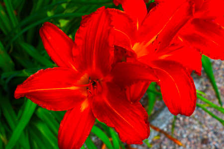 Close-up of the blooming red lily buds in the gardenの写真素材