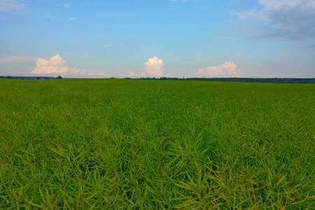 Beautiful green field in the countryside against the blue skyの写真素材