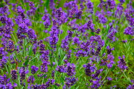 A bright field of blooming fragrant lavender, the background of natureの写真素材