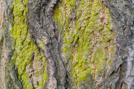 Gray green bark trunk of an old tree, background, textureの写真素材