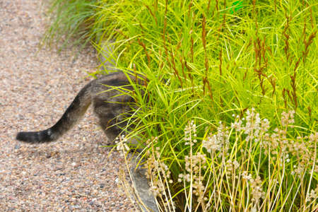 Out of focus, blurry background, cat tail sticking out of the grass.の写真素材