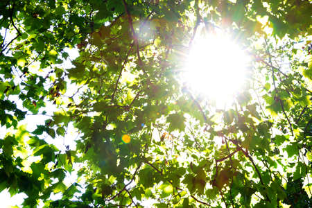 The bright sun shines through the green branches of a tree in the parkの写真素材