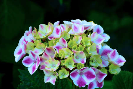 Close-up of a blooming hydrangea in the garden. The background of nature