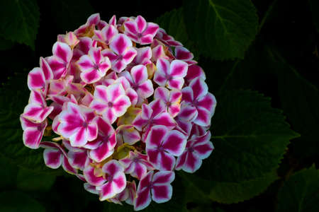 Red-white flowering hydrangea in the garden. The background of natureの写真素材