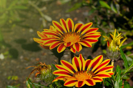 Beautiful yellow red flowers bloom in the parkの写真素材