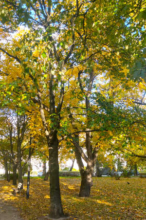 Beautiful yellow red park in autumn. A sunny autumn day in a park or forestの写真素材
