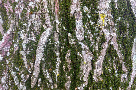 Close-up of the texture of the bark of the tree. The trunk is covered with green moss. Backgroundの写真素材