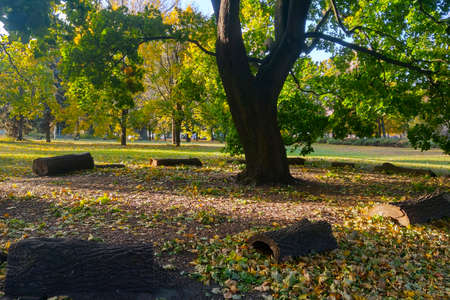 Close-up of a large tree in the park. Autumn sunny day. A pleasant day for walking. Outdoor recreationの写真素材