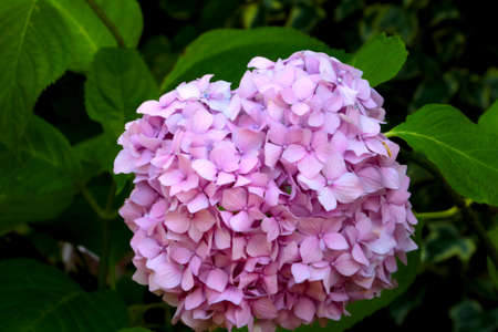 Close-up of a blooming hydrangea in the parkの写真素材