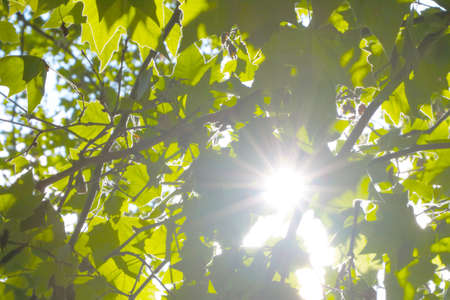 Through the green branches of the tree shines bright sunの写真素材