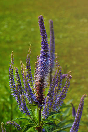 A bright purple field plant on a sunny dayの写真素材