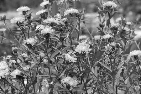 Black and white photo. Useful field plantsの写真素材