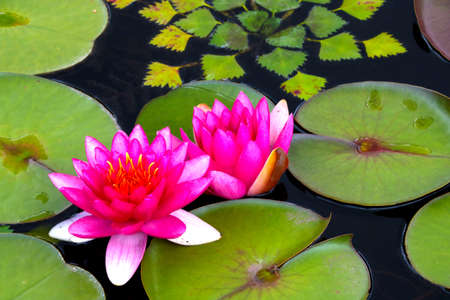 Pink flowering lilies on the lake.の写真素材