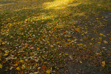 Fallen yellow leaves on the ground in the park. Autumnの写真素材