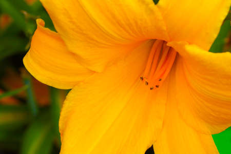 Blooming yellow lily in the park in the spring in the garden or parkの写真素材