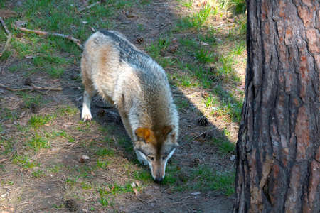 An adult wolf sniffs a trail in the woodsの写真素材