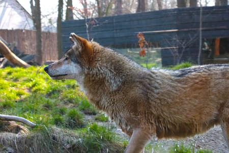 Close-up on an adult wolf. A species of carnivorous mammals from the canine family. The wolf is one...