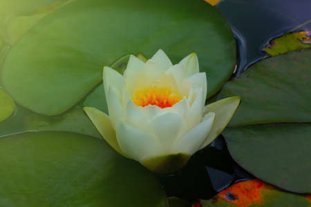 A flowering lily will come on a sunny summer day.の写真素材