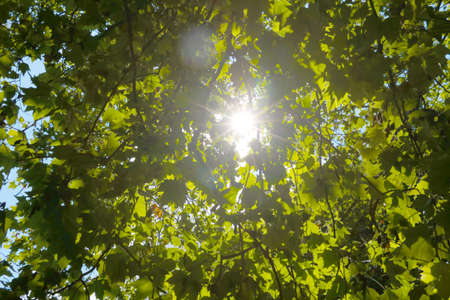 The bright sun shines through the thick green branches of the treeの写真素材