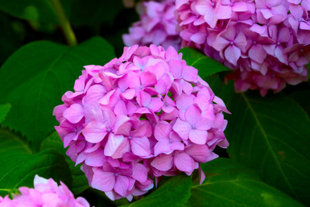 Pink flowering hydrangea in the park in the summerの写真素材