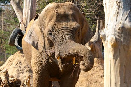 Close-up of an elephant eating tree branchesの写真素材