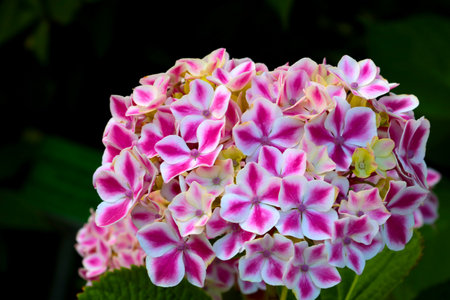 Close-up of a flowering hydrangea budの写真素材