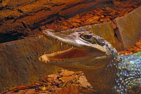 Close-up of the crocodile. The open mouth of a predatorの写真素材