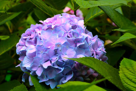 Bright blooming purple hydrangea in the parkの写真素材