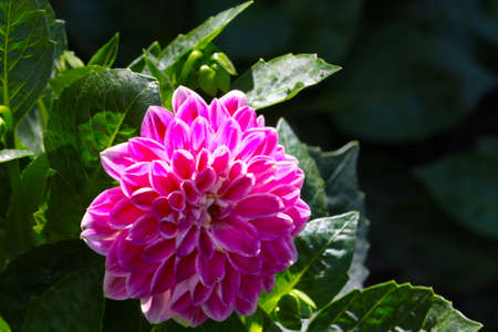 Pink flowering dahlia in the garden in summer. The background of natureの写真素材