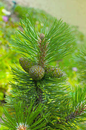 Close-up of green young cones on a pine branchの写真素材
