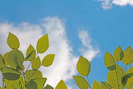 Green branches of a bush or tree against a blue skyの写真素材