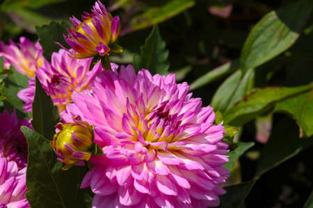 A bright flowering dahlia in the park in the summerの写真素材