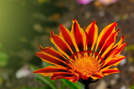 Gazania blooms in the park. Gazania is a genus of perennial herbaceous plantsの写真素材