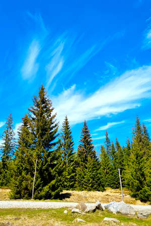 Young green spruce trees against the blue sky in summerの写真素材
