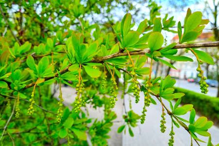 Close-up of a green bush branch in the park in the springの写真素材