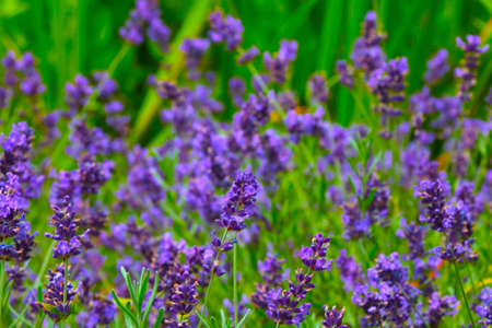Beautiful purple lavender blooms in the summer in the fieldの写真素材