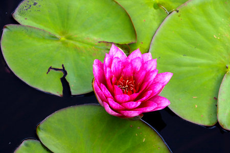 Pink lily, water lilies on the pond in summerの写真素材