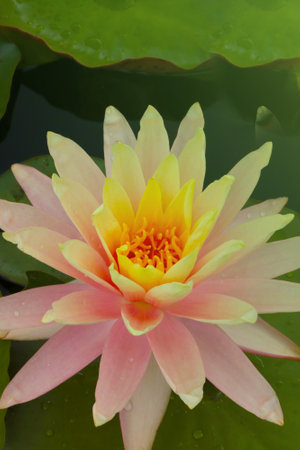 Beautiful bright blooming lily on the water in summerの写真素材