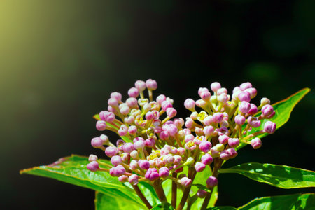 Close-up of a flowering branch of a bush or flower in the springの写真素材